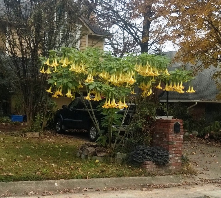 Picture of Brugmansia