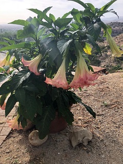 Picture of brugmansia