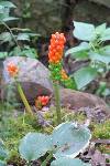 Arum Seeds