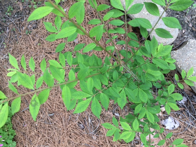 Picture of a burning bush euonymus alatus