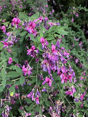 Picture of a lespedeza bush