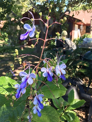 Picture of butterfly clerodendron