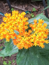 Picture of yellow butterfly weed