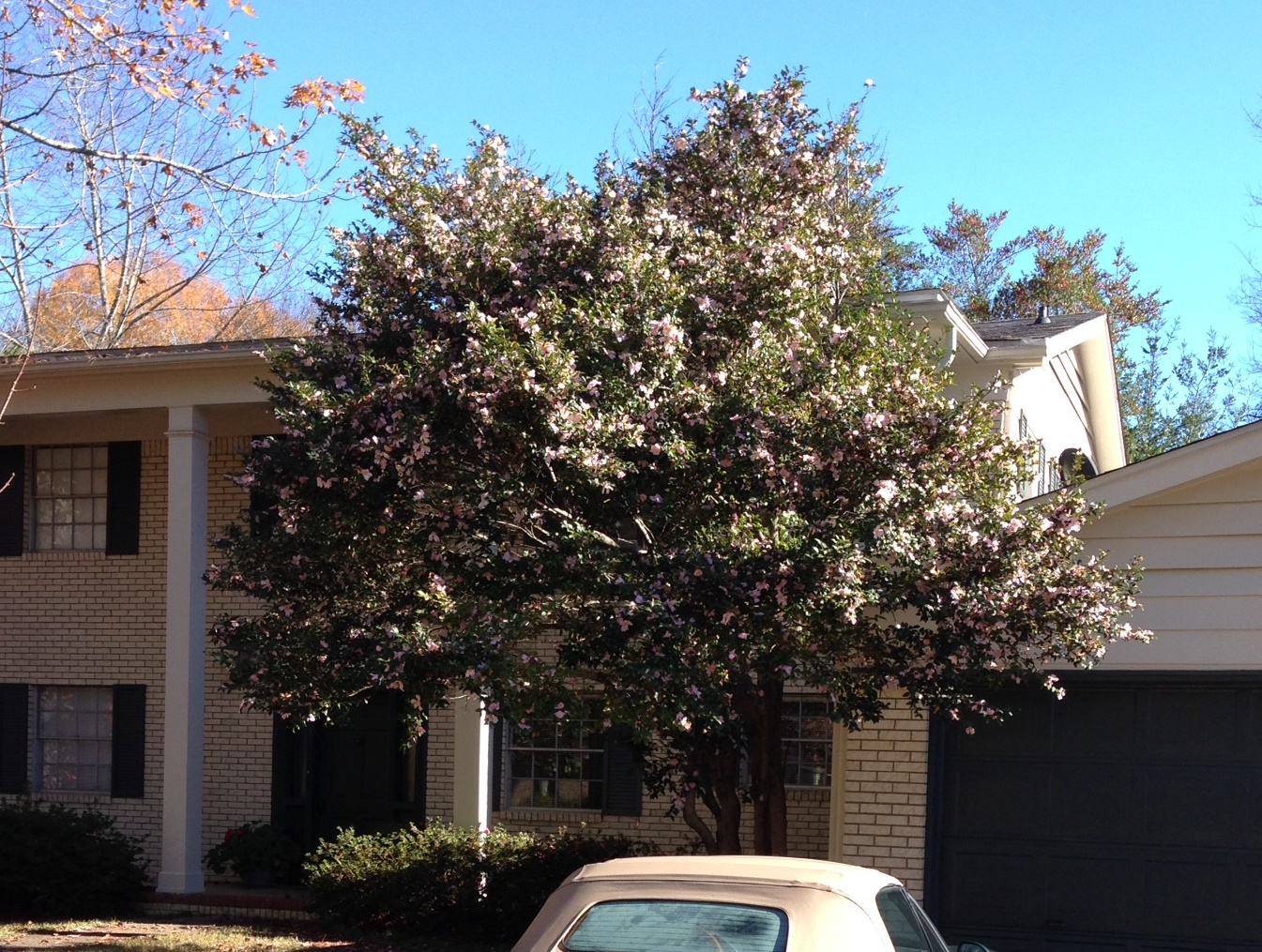 Camellia tree