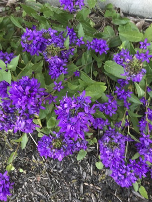 Picture of campanula