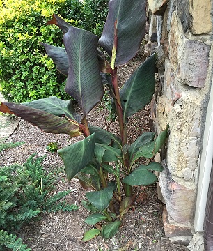 canna beside rock wall