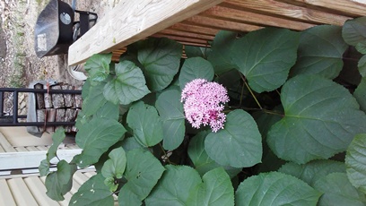 Picture of a Clerodendrum bungei