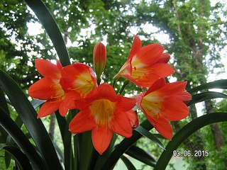 picture of orange clivia