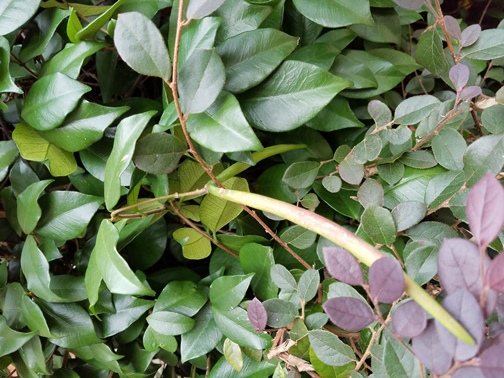 Picture of a confederate jasmine seed pod