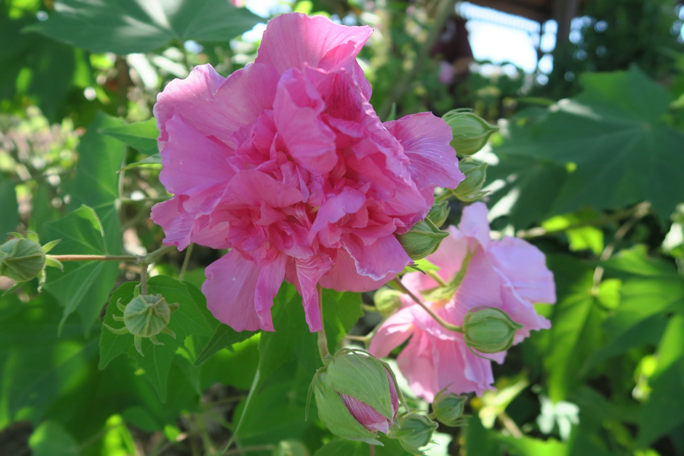 Image of a Confederate Rose