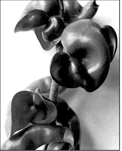black and white picture of contorted wax plant