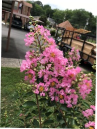 Image of crape myrtle