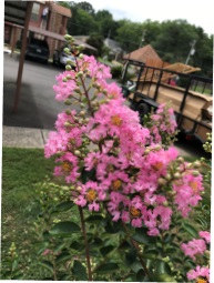 Image of crape myrtle