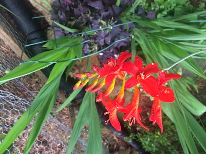 red crocosmia bloom