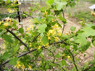 Picture of currant