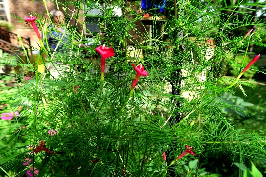 Picture of cypress vine