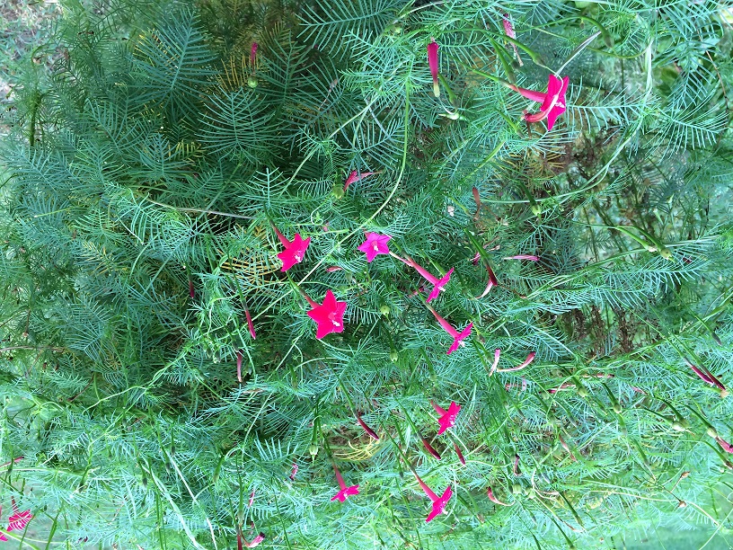 Cypress vine