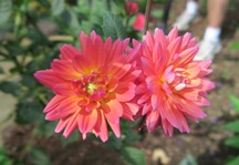 Picture of a dahlia