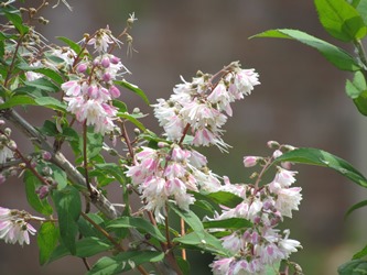 Picture of Deutzia