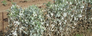 Powdery mildew on English peas