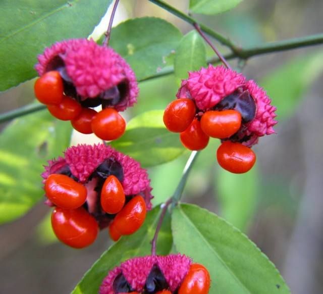 Picture of Euonymus americanus