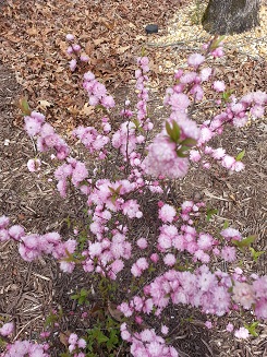 Picture of flowering almond