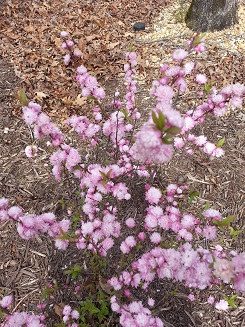 Picture of flowering almond