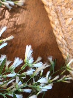 Picture of groundsel bloom