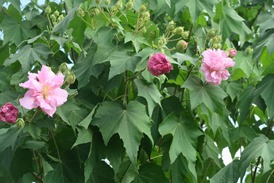 Picture of hibiscus