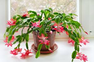 blooming Christmas cactus on a table