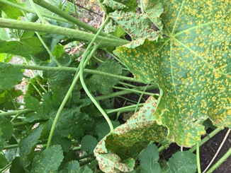 Picture of hollyhock rust