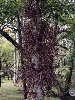 Picture of honey locust thorns