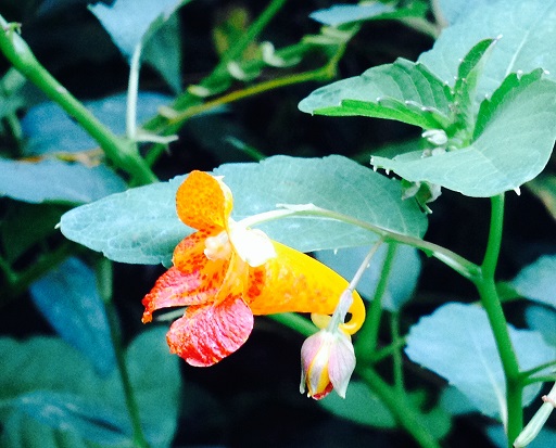 Jewelweed