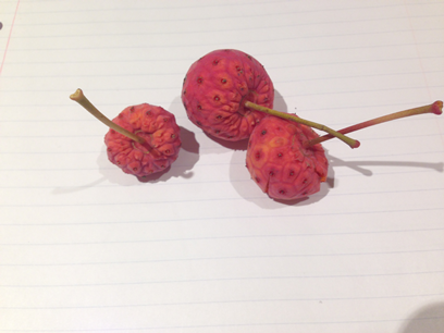Picture of the Kousa dogwood fruit