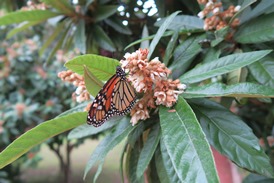 Picture of loquat