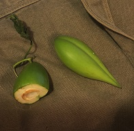 Picture of milkwee vine seed pod