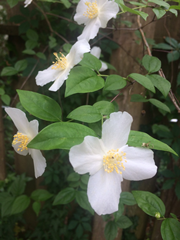 Picture of mock orange tree