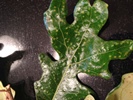 Oak gall on leaf