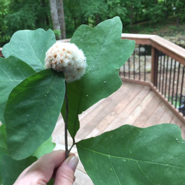 Picture of Oak gall