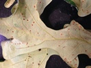 Oak gall on lower leaf
