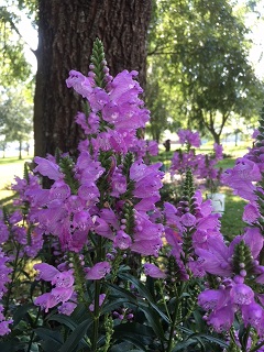Picture of obedient plant