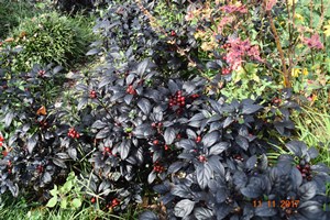 Picture of ornamental pepper