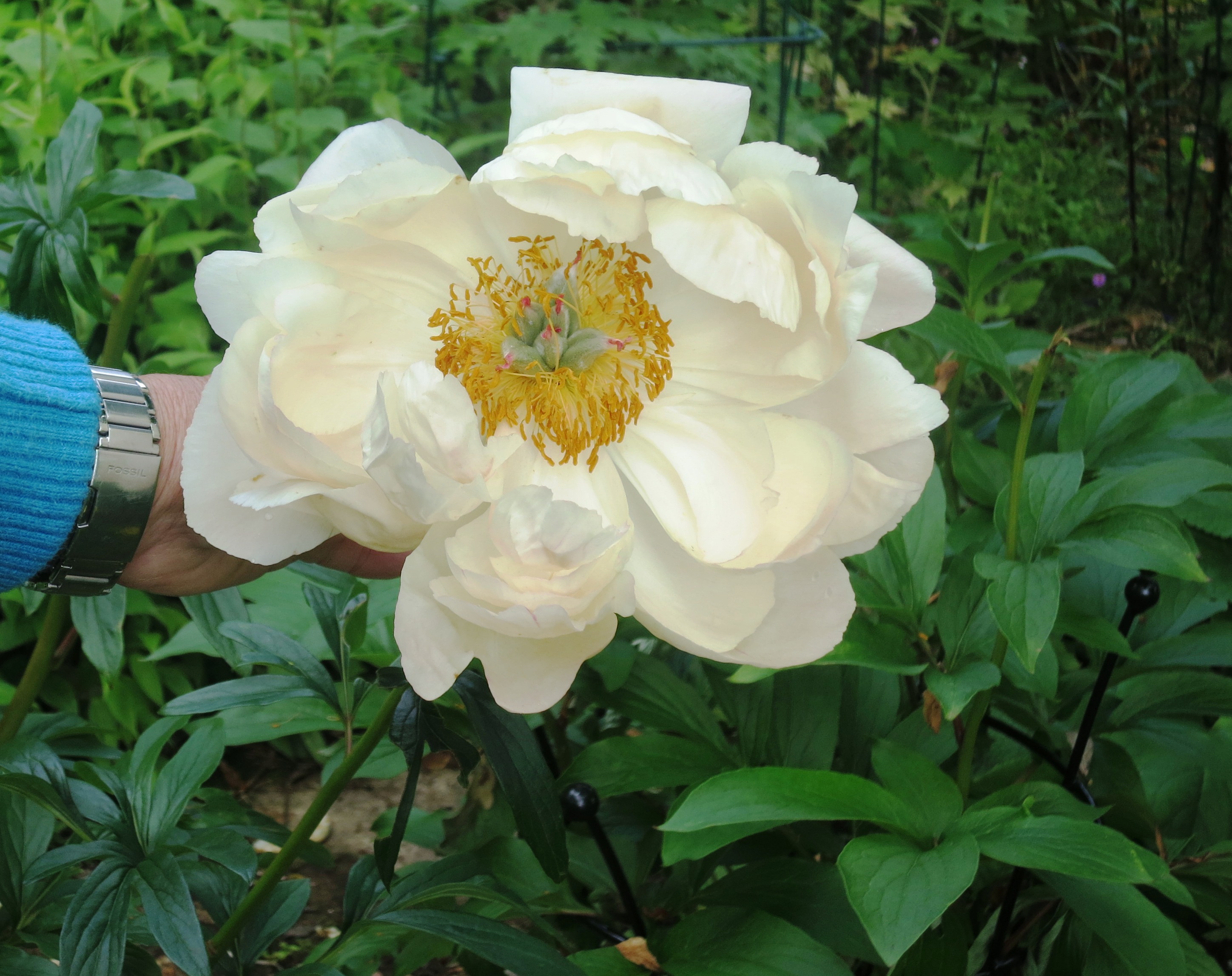 Peony flower