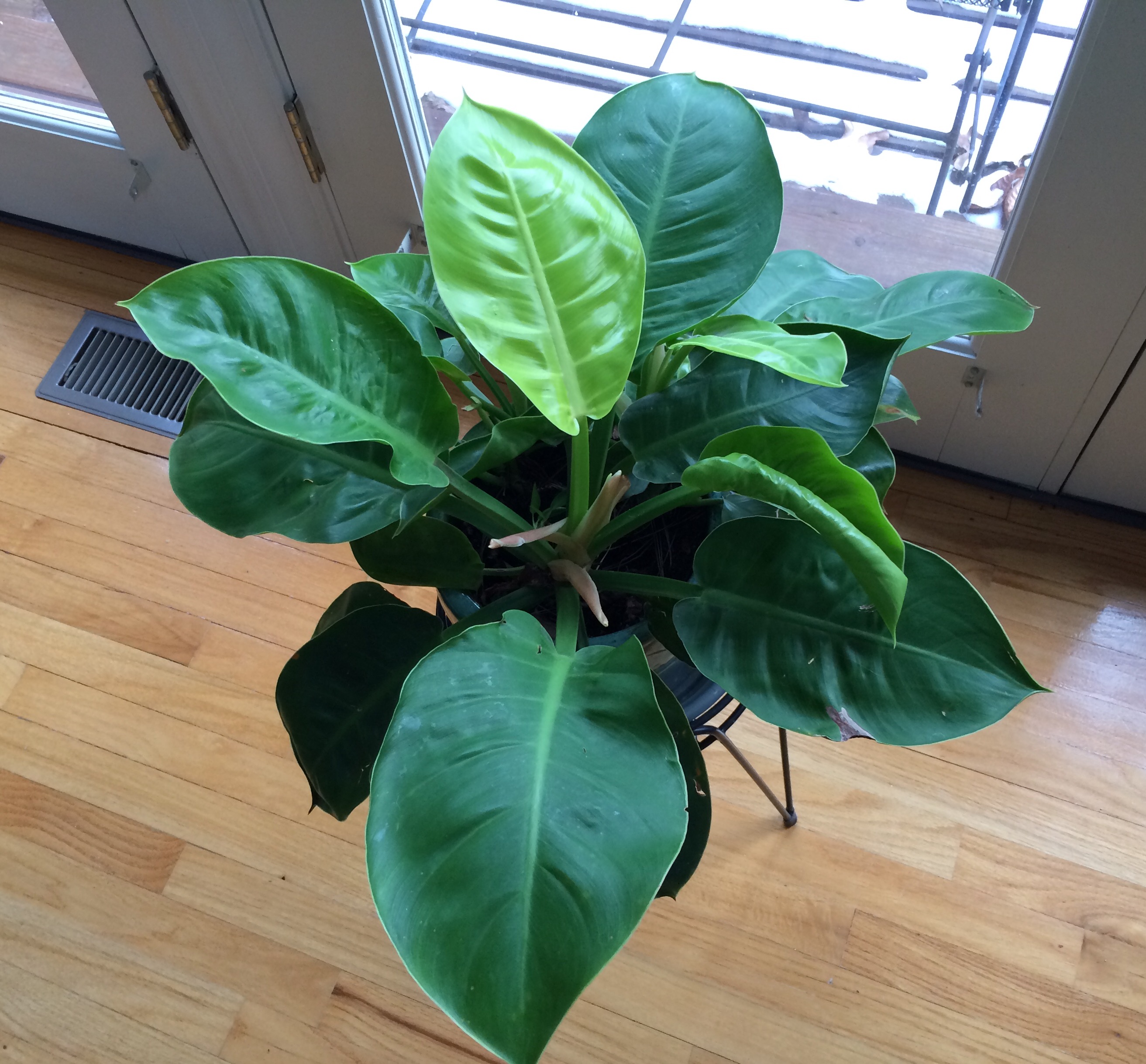 Picture of a philodendron houseplant