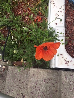 Picture of a poppy