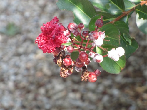 Picture of powedery mildew on crape myrtle