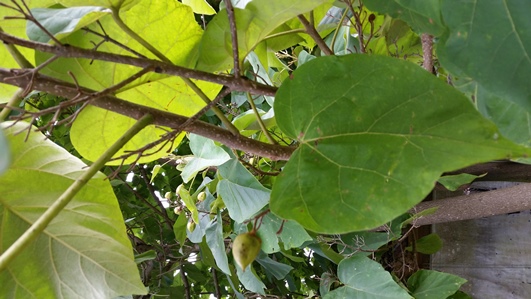 Picture of royal paulownia