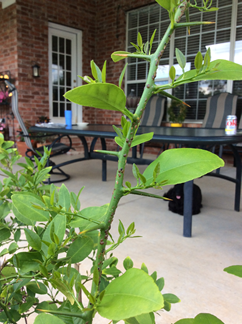 Picture of scale on lemon tree