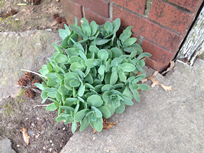 Picture of sedum plant