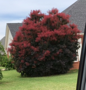 Picture of smoke tree